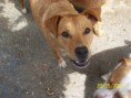 /album/gossos-i-gats-en-adopcio/copia-de-100-3851-jpg/
